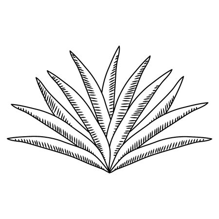 line desert avaceas nature plant design vector illustrationのイラスト素材