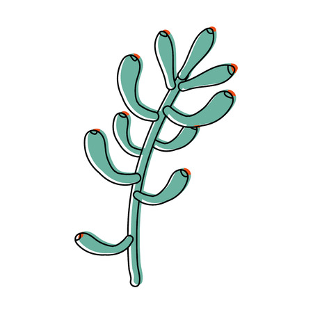 moved color sedum pachyphyllum plant with natural leaves vector illustrationのイラスト素材