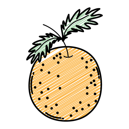 doodle delicious fresh orange organic fruit vector illustrationのイラスト素材