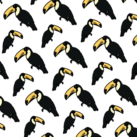 color tropical pelican bird animal backgroundの写真素材