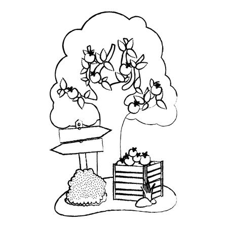 grunge apple tree and fruits inside wood farm box vector illustrationのイラスト素材