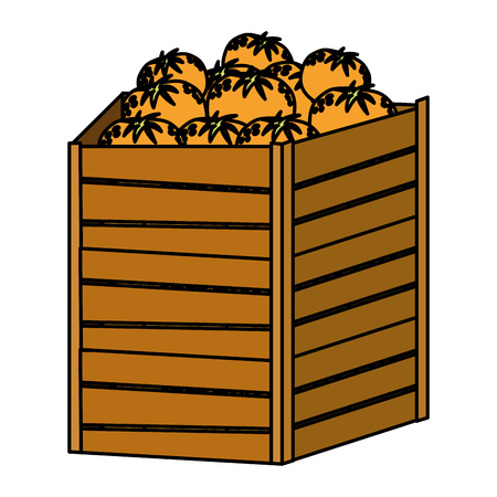 color oranges fruits inside big wood box vector illustrationのイラスト素材