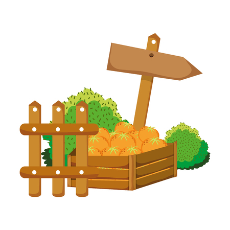 oranges fruits inside wood box and emblem notices vector illustrationのイラスト素材