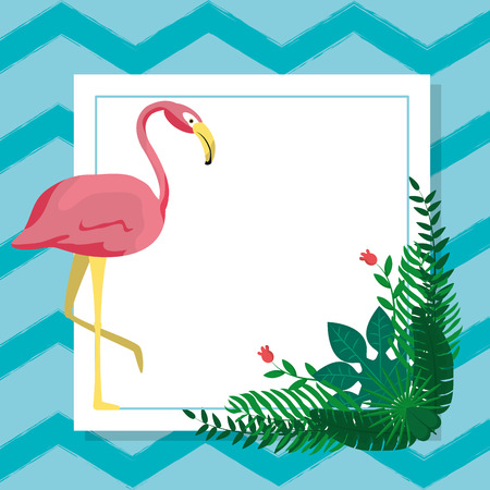 Flamenco exotic birdの写真素材