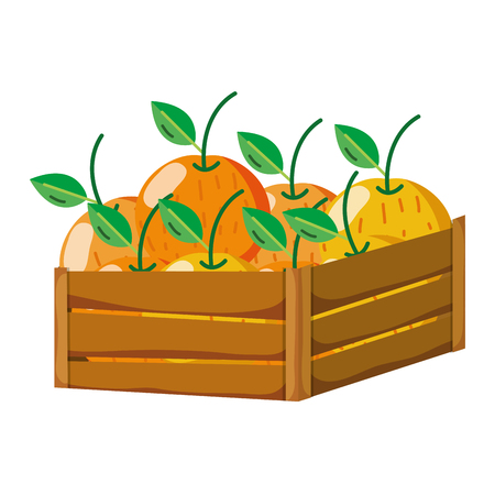 delicious oranges fruits inside wood basket vector illustrationのイラスト素材