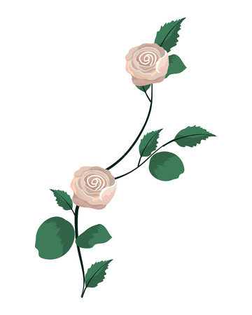 exotic roses plant with branches leaves vector illustrationのイラスト素材