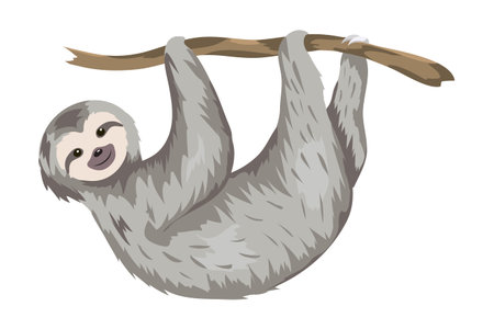 cute sloth climbing stick cartoon vector illustration graphic designのイラスト素材