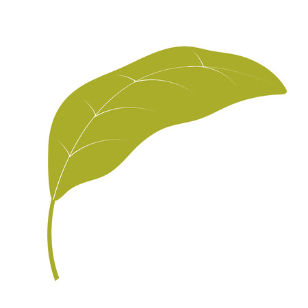 nature leaf cartoon vector illustration graphic designのイラスト素材