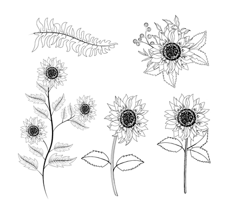 set sunflowers plants with branches leaves vector illustrationのイラスト素材