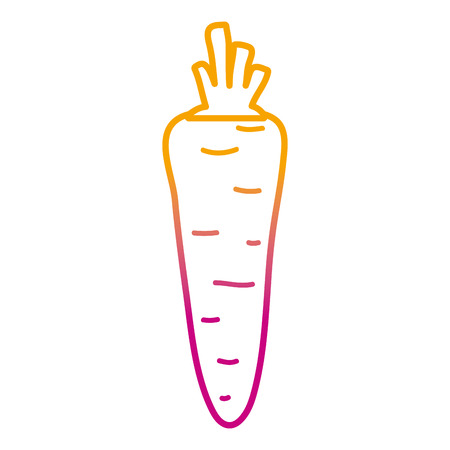 degraded line healthy carrot fresh organic vegetable vector illustrationのイラスト素材