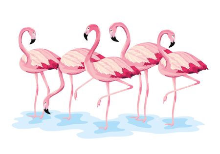tropical flamingos exotic wild animalsのイラスト素材