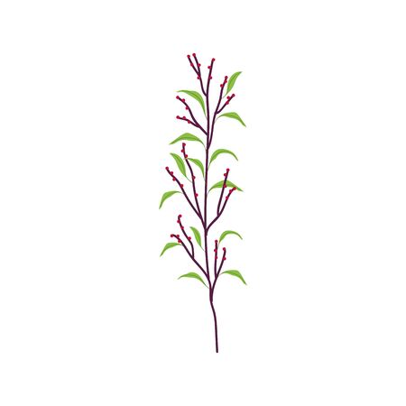branch leaves foliage seeds botanicalのイラスト素材