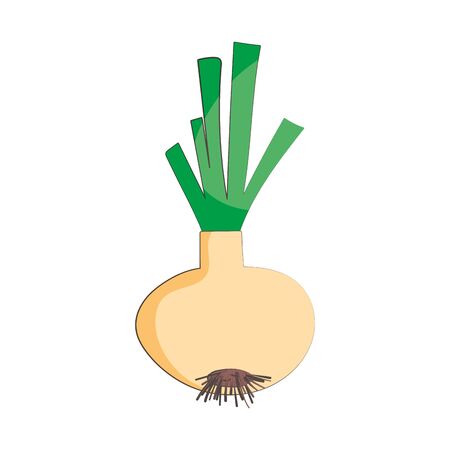 onion vegetable fresh nutrition healthy food isolated icon design fresh nutrition healthy food isolated icon designのイラスト素材