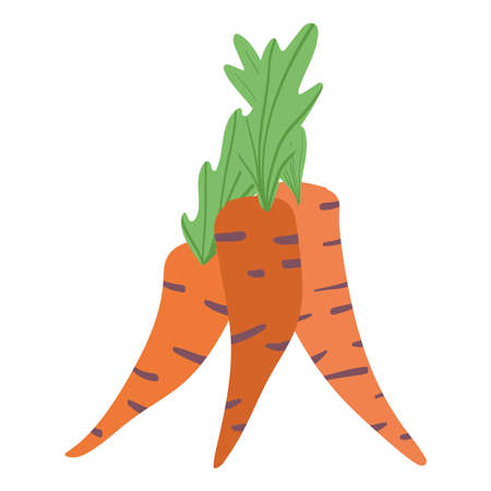 carrots vegetables fresh nutrition food isolated icon design white background vector illustrationのイラスト素材