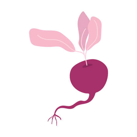 radish fresh vegetable food isolated design icon white background vector illustrationのイラスト素材