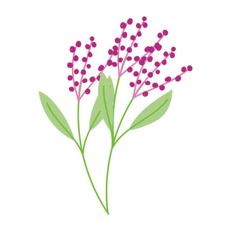 fruit berries branches leaves botanical isolated white background vector illustrationのイラスト素材