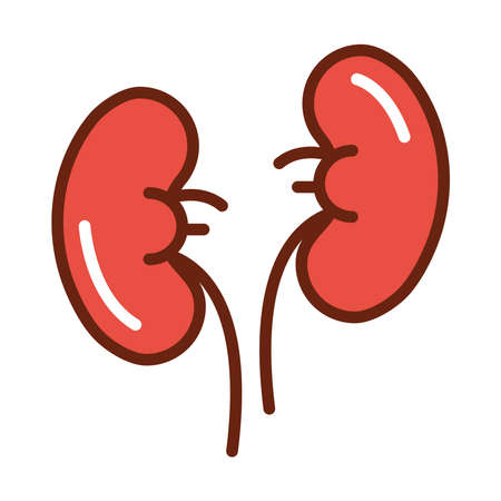 human body kidneys anatomy organ health line and fill icon vector illustrationのイラスト素材