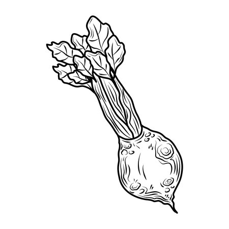 vegetable beet fresh organic food, hand drawn style icon vector illustrationのイラスト素材