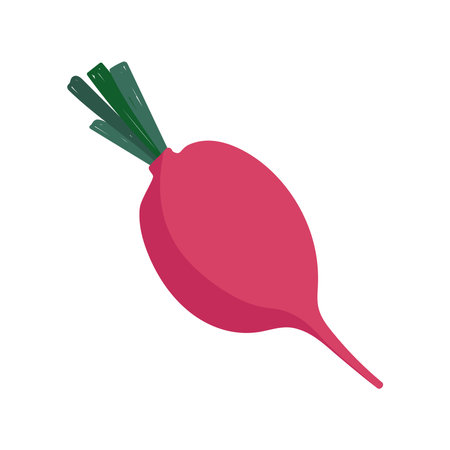 radish fresh vegetable food icon isolated design vector illustrationのイラスト素材
