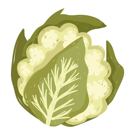 cauliflower fresh vegetable health food icon white background vector illustrationのイラスト素材