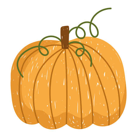 farm agriculture harvest pumpkin fresh vegetable vector illustrationのイラスト素材
