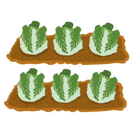 gardening cabbage fresh vegetable plantation hand drawn color vector illustrationのイラスト素材
