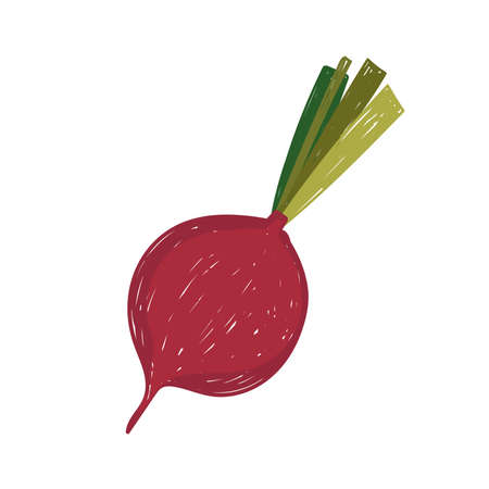 healthy food vegetable beetroot flat icon style vector illustrationのイラスト素材