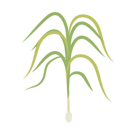 sprout floral herbのイラスト素材