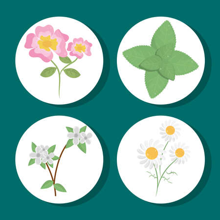 flowers herbs vegetationのイラスト素材