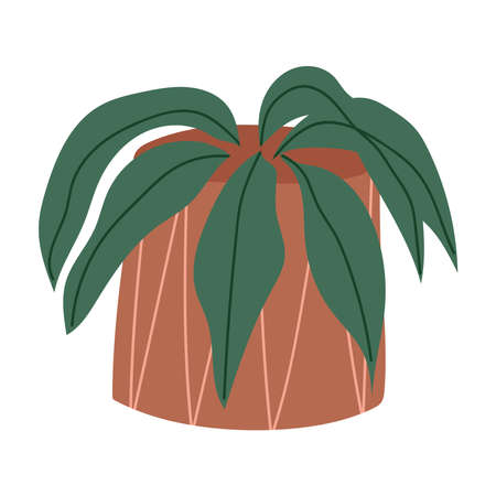 houseplant with beautiful leavesのイラスト素材