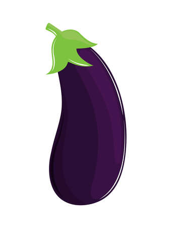 fresh vegetable eggplantのイラスト素材