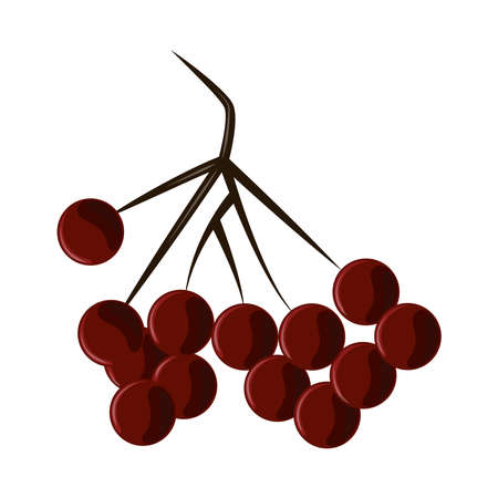 branch with fruitsのイラスト素材