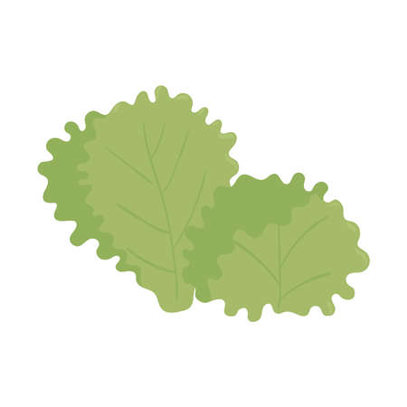 lettuce leaves freshのイラスト素材