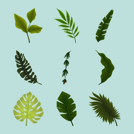 set of jungle leafのイラスト素材