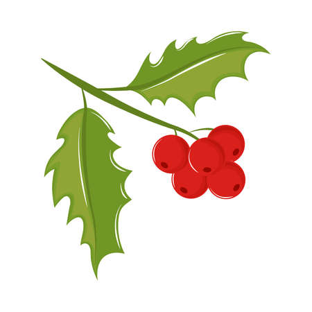 mistletoe branch berriesのイラスト素材
