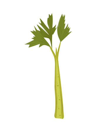 celery fresh iconのイラスト素材