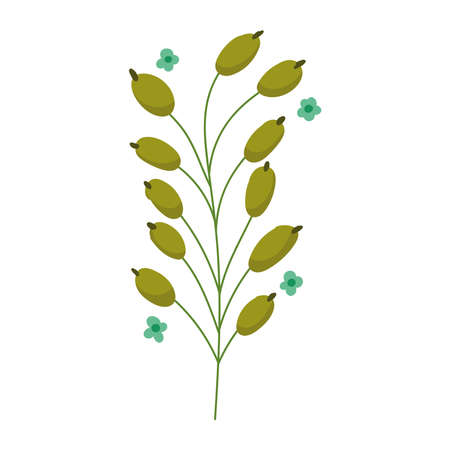 branch and berriesのイラスト素材