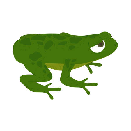 frog amphibian animalのイラスト素材