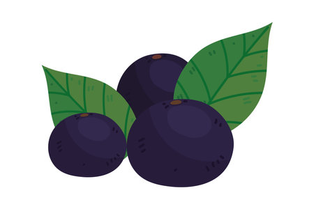 blueberry and leafのイラスト素材