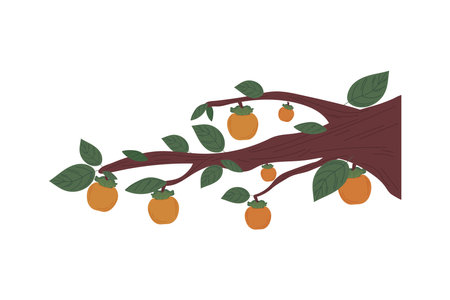 tree persimmon fruitのイラスト素材