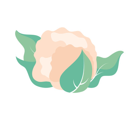 cauliflower vegetable foodのイラスト素材