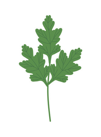 coriander leaves iconのイラスト素材