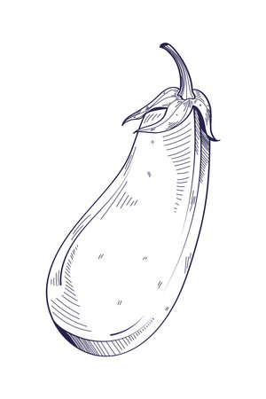 eggplant hand drawn foodのイラスト素材