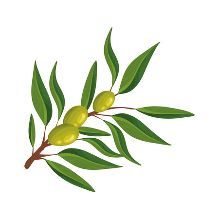 olive branch leafのイラスト素材