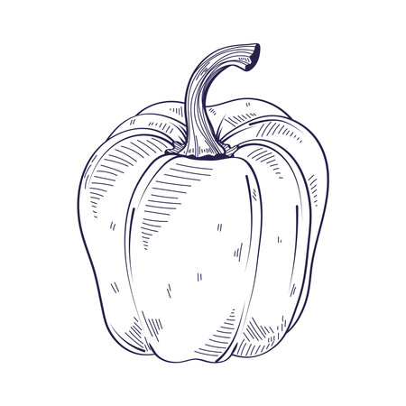 pepper hand drawn foodのイラスト素材