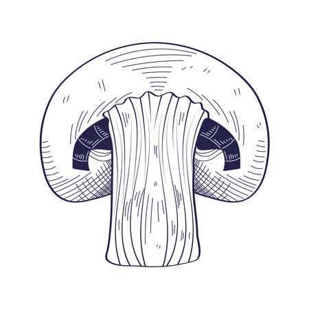 mushroom vegetable foodのイラスト素材