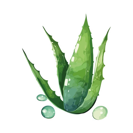 Fresh aloe vera plant with water dropのイラスト素材