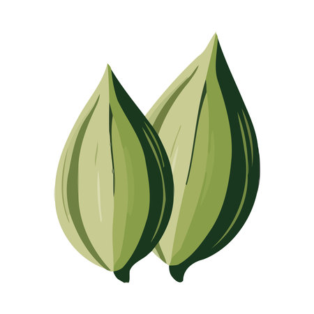 Fresh cacao symbolize healthy vegetarian dietのイラスト素材