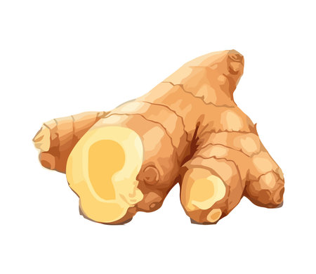 Fresh ginger root a healthy cookingのイラスト素材