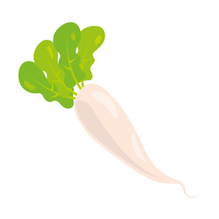 daikon vegetable food icon designのイラスト素材